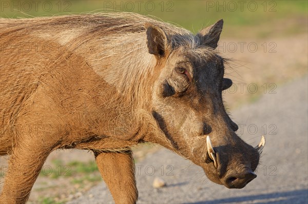 Common warthog