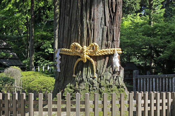 Kitaguchi Hongu Fuji Sengen Jinja Shrine Shimenawa Rope on Fuji-Taro-Sugi tree Fuji-Yoshida city Yamanashi Japan Asia