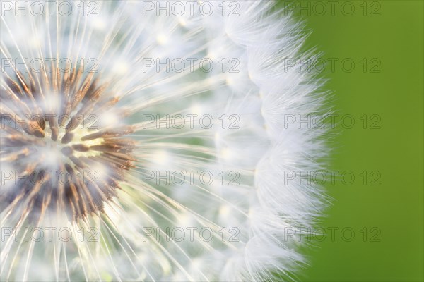 Graphic close-up of dandelion seeds in spring