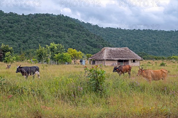 Small farm house with cows on the savanna along the Linden-Lethem dirt road linking Lethem and Georgetown in the rainy season
