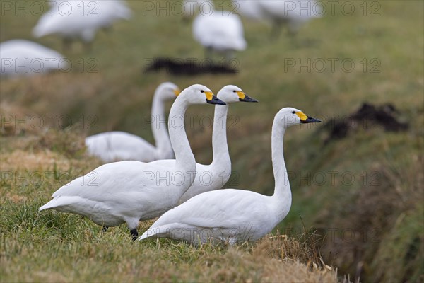 Flock of tundra swans