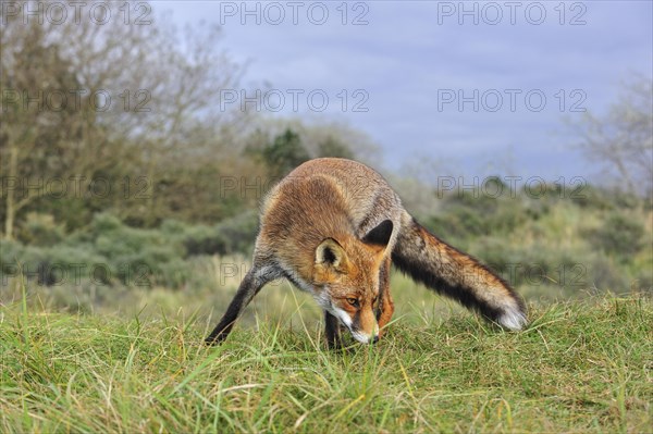 Red fox