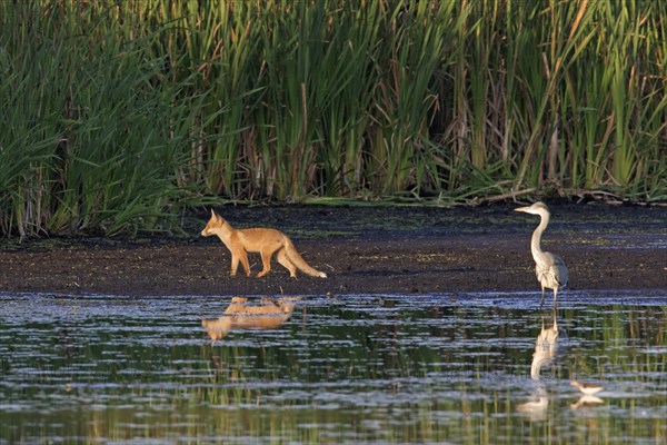 Grey heron