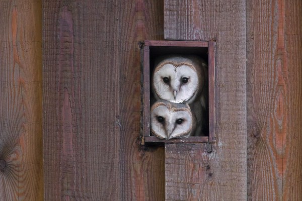 Young common barn owls