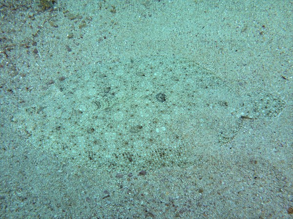 Well camouflaged peacock flounder