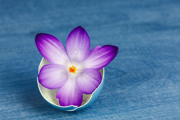 Crocus flower in an eggshell