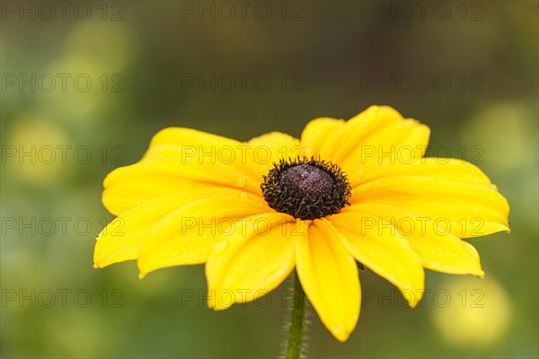 Orange coneflower