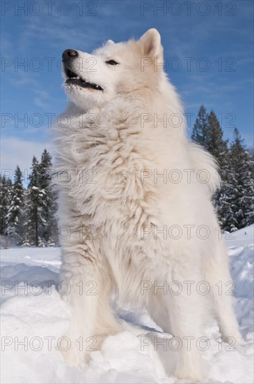 Samoyed dog