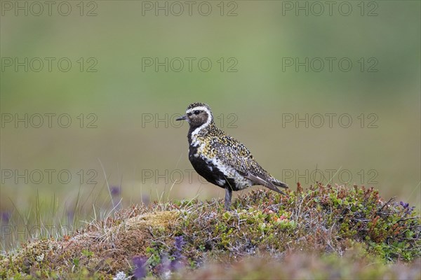 European golden plover