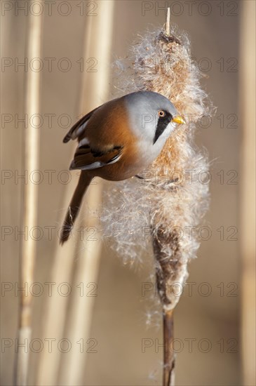 Bearded Reedling