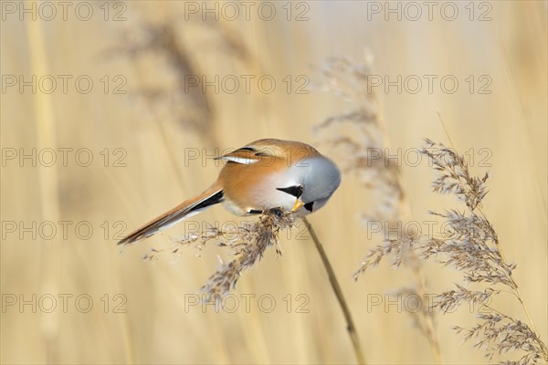 Bearded reedling