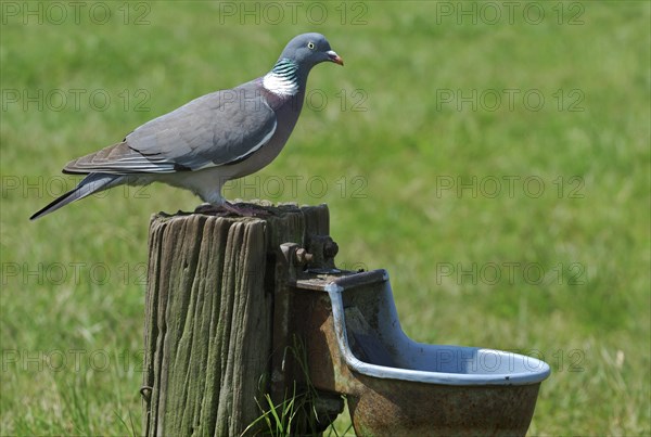 Common Wood Pigeon