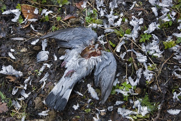 Common wood pigeon