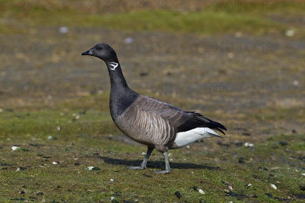 Brent Goose