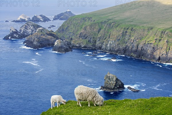 White sheep ewe and lamb grazing grass on sea clifftop at Hermaness National Nature Reserve
