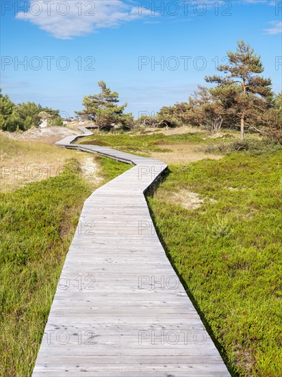 Boardwalk winds through the dunes at Darsser Ort