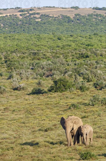 African bush elephants