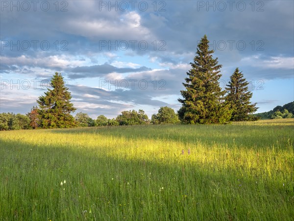 Typical landscape in the Rhoen biosphere reserve with wet meadow