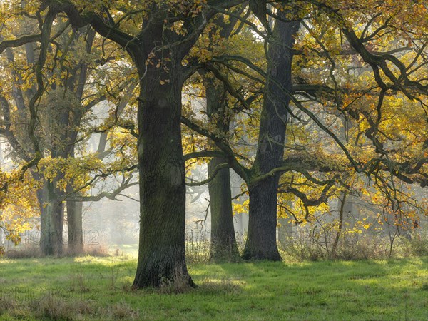 Open oak forest in autumn