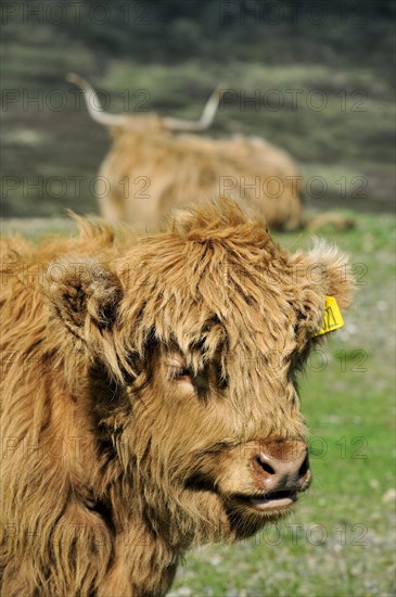 Highland calf