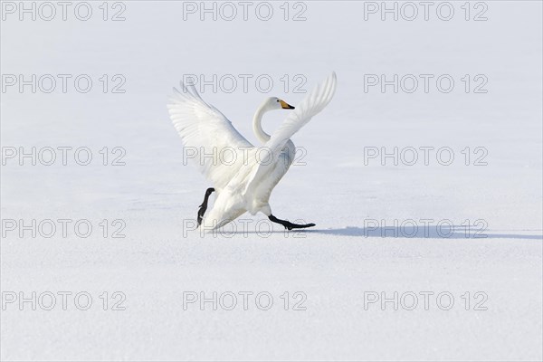 Whooper swan