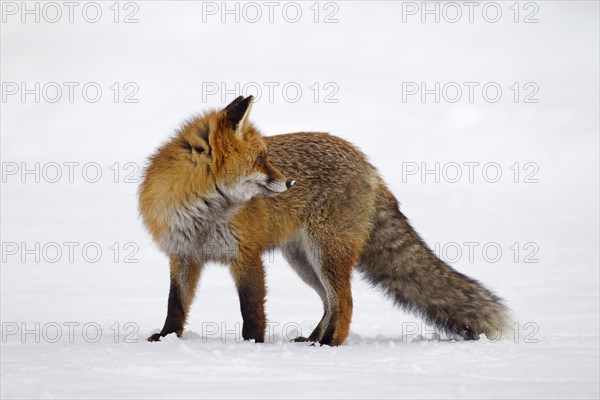 Red fox