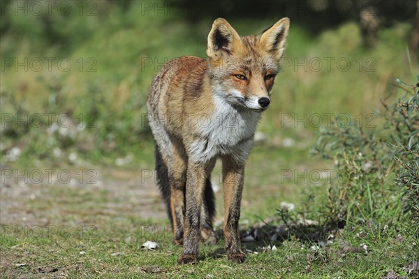 Red fox