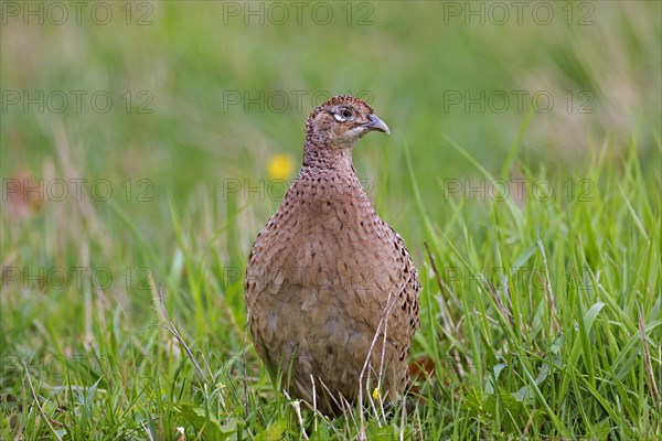 Common pheasant