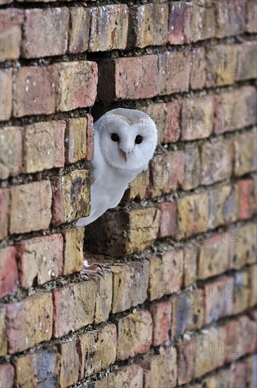 Barn owl