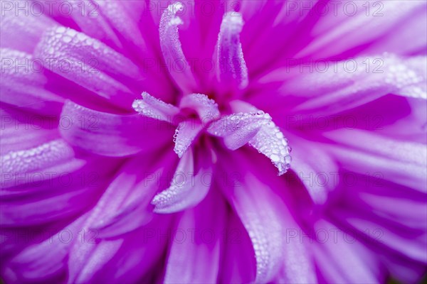 Bush aster