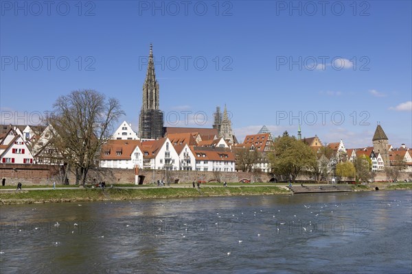 Danube and Danube promenade with Ulm city wall and behind it Ulm Cathedral