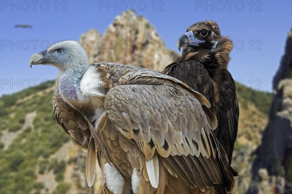 Griffon vulture