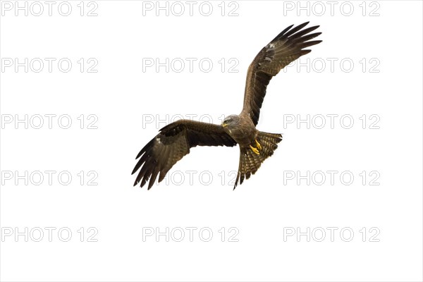 Black kite