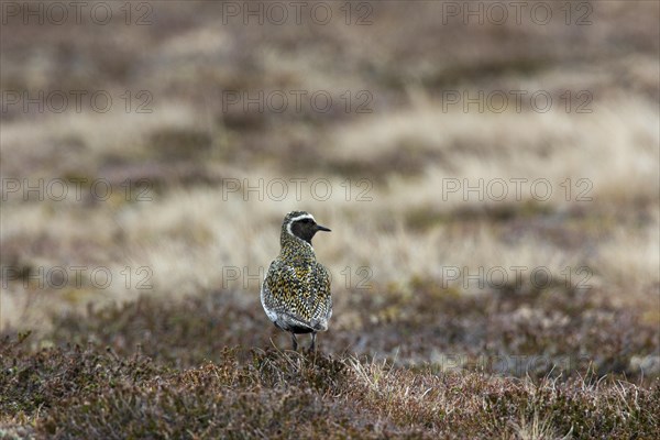 Eurasian Golden Plover