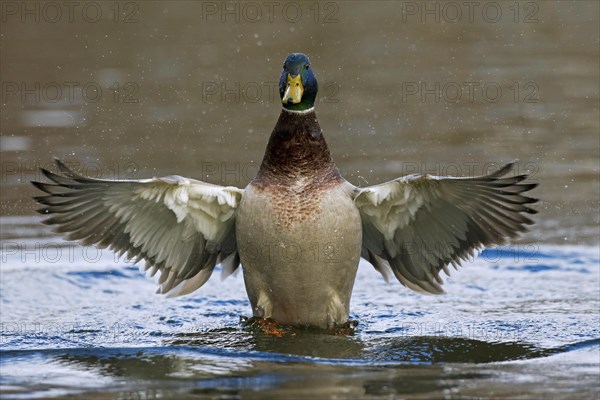 Mallard