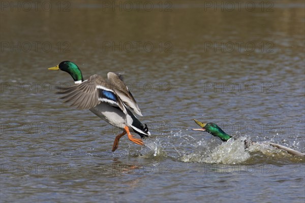 Territorial male mallard