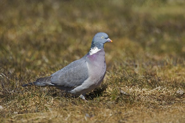 Common wood pigeon