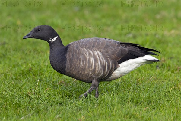 Brent goose