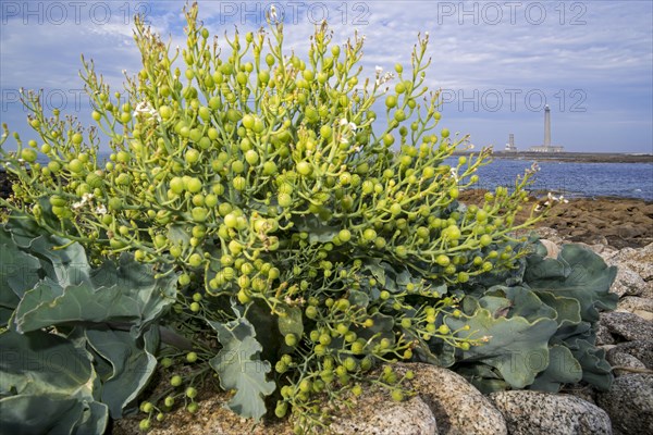 Sea kale