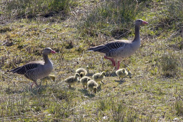 Greylag goose