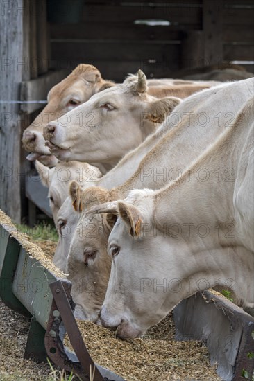 Herd of white Charolais cows