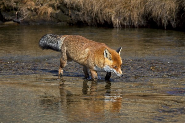 Red fox