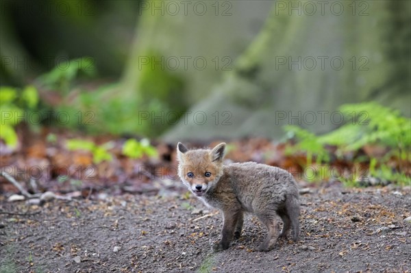 Young red fox