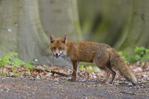 Hunting red fox