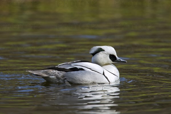 Smew