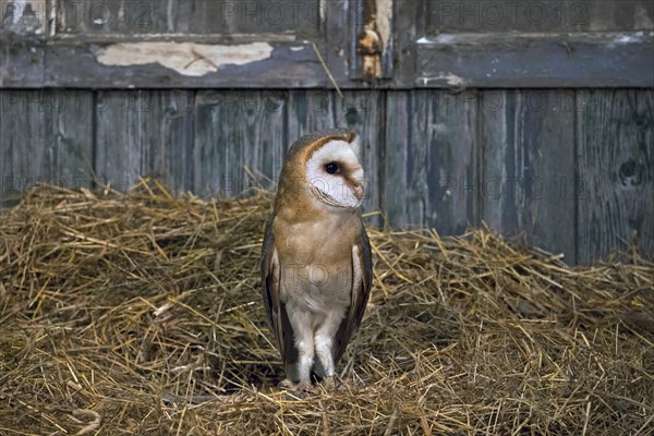 Common barn owl