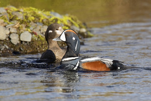 Harlequin duck