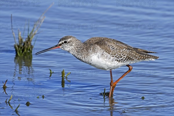 Spotted redshank