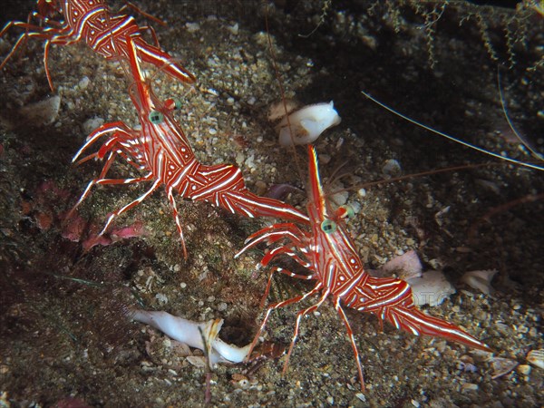 Camel shrimp