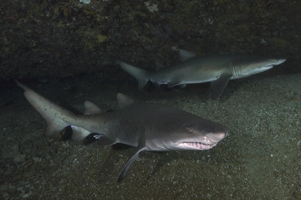 Two specimens of sand tiger shark